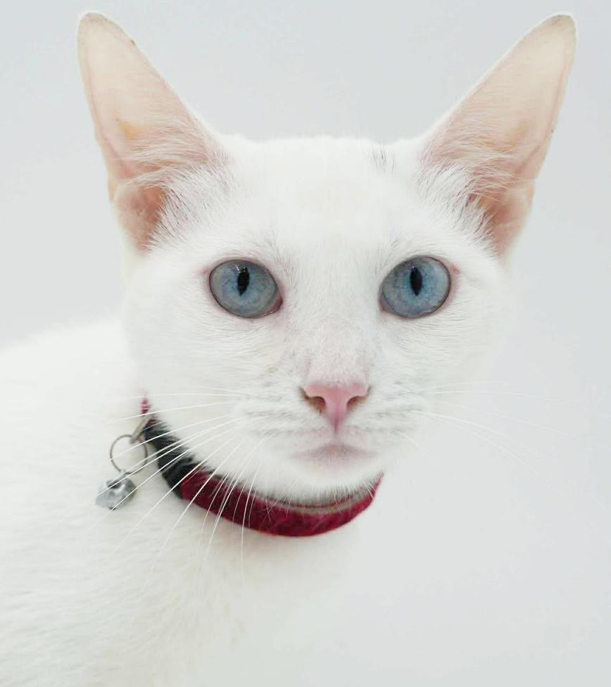 Sweety will quickly steal your heart with her sweetness!   BLUE EYED BEAUTY