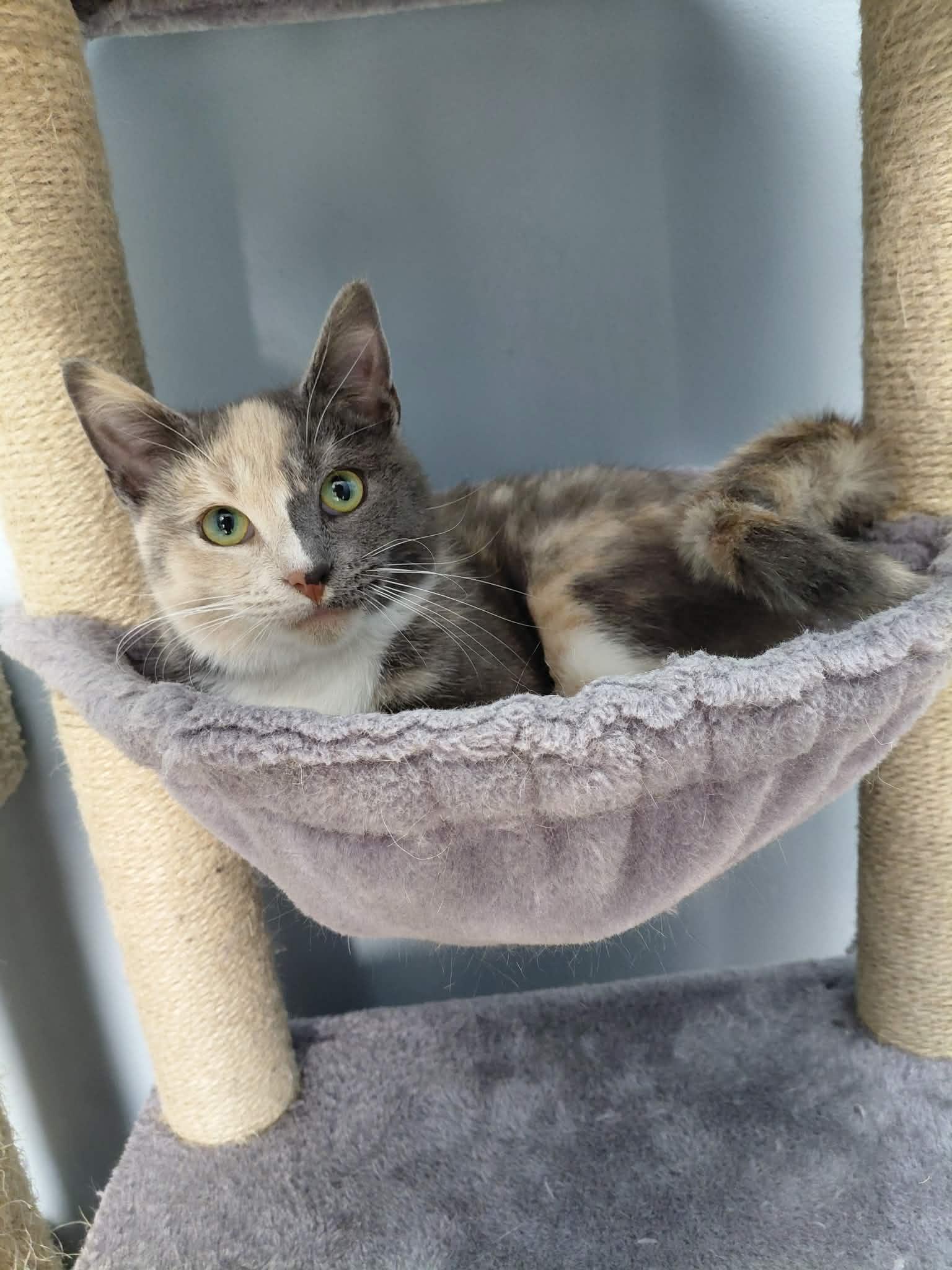 Gemma, Adoptable, Young Female Domestic Short Hair.