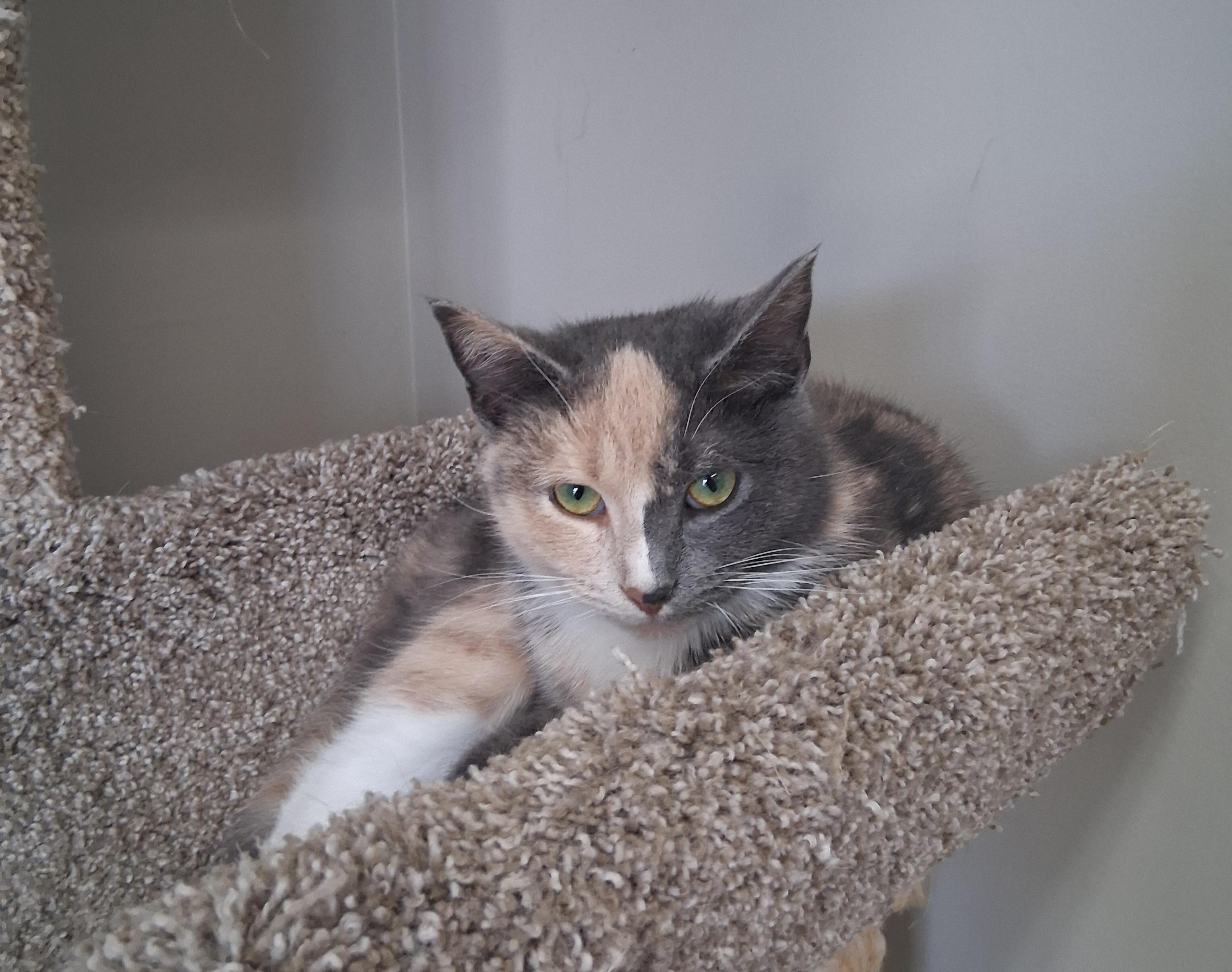 Enlarge Gemma, a Adoptable Domestic Short Hair in Onley, VA image 2/5