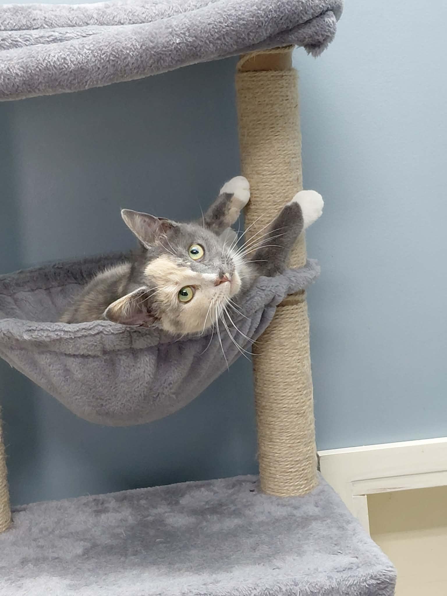 Enlarge Gemma, a Adoptable Domestic Short Hair in Onley, VA image 4/5