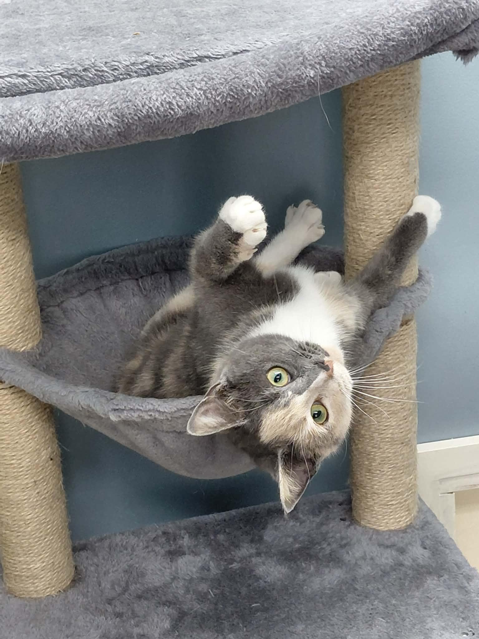 Enlarge Gemma, a Adoptable Domestic Short Hair in Onley, VA image 5/5