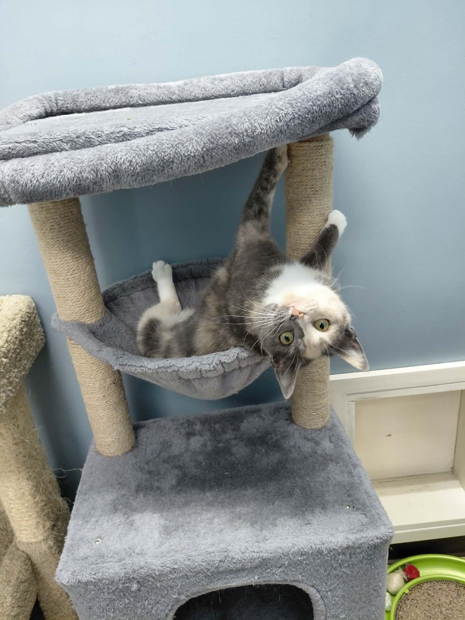 Enlarge Gemma, a Adoptable Domestic Short Hair in Onley, VA image 3/5