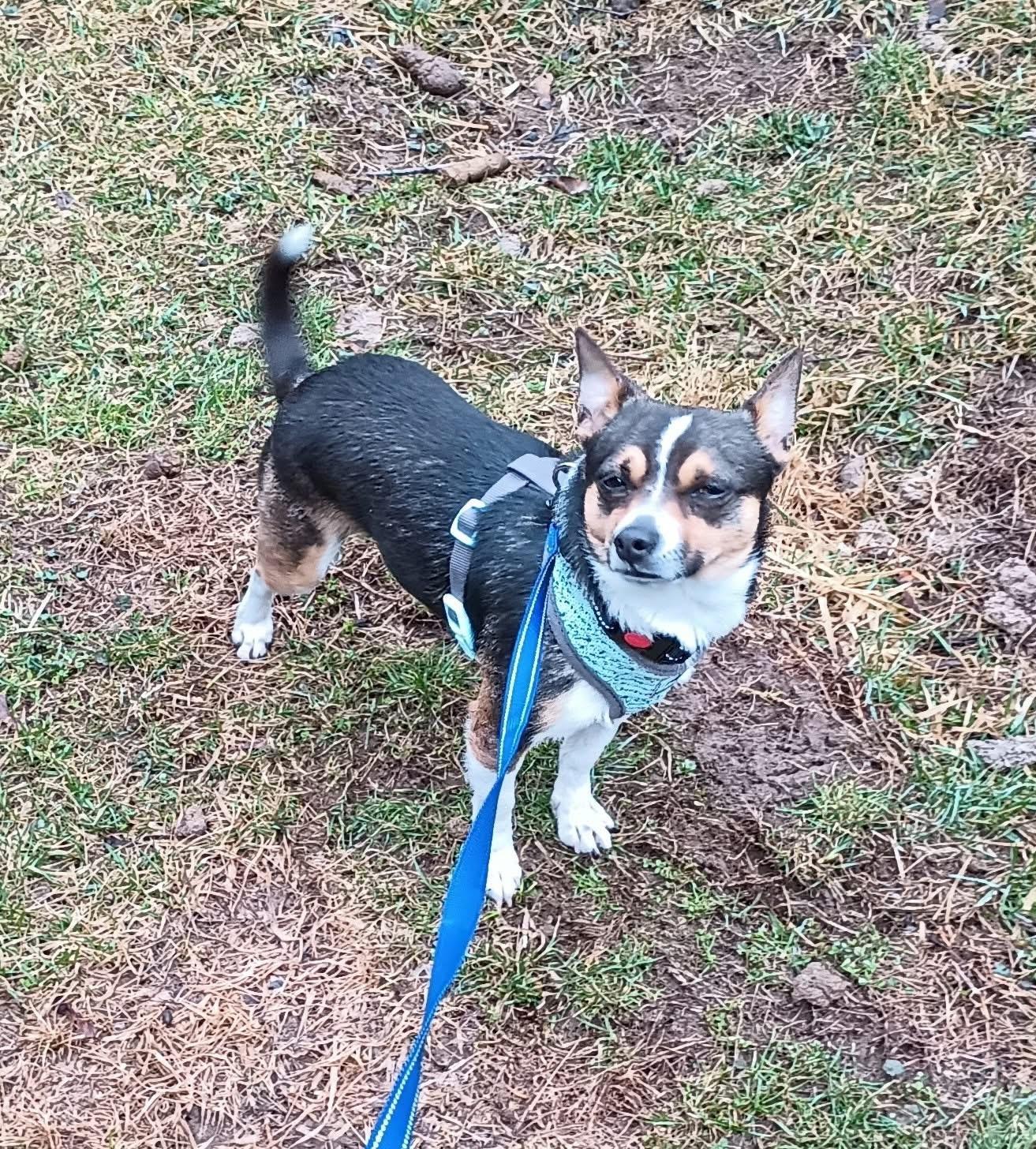 Enlarge Bocci, a ADOPTABLE mixed breed in Highland, NY image 2/2