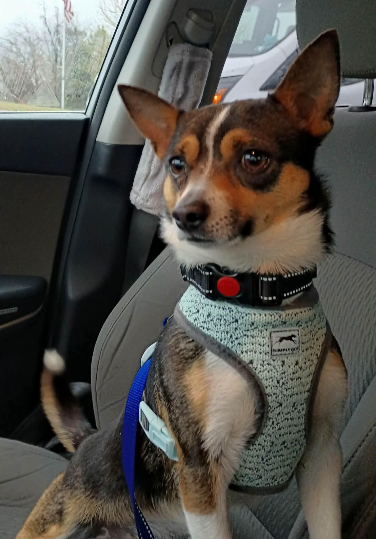 Enlarge Bocci, a ADOPTABLE mixed breed in Highland, NY image 1/2