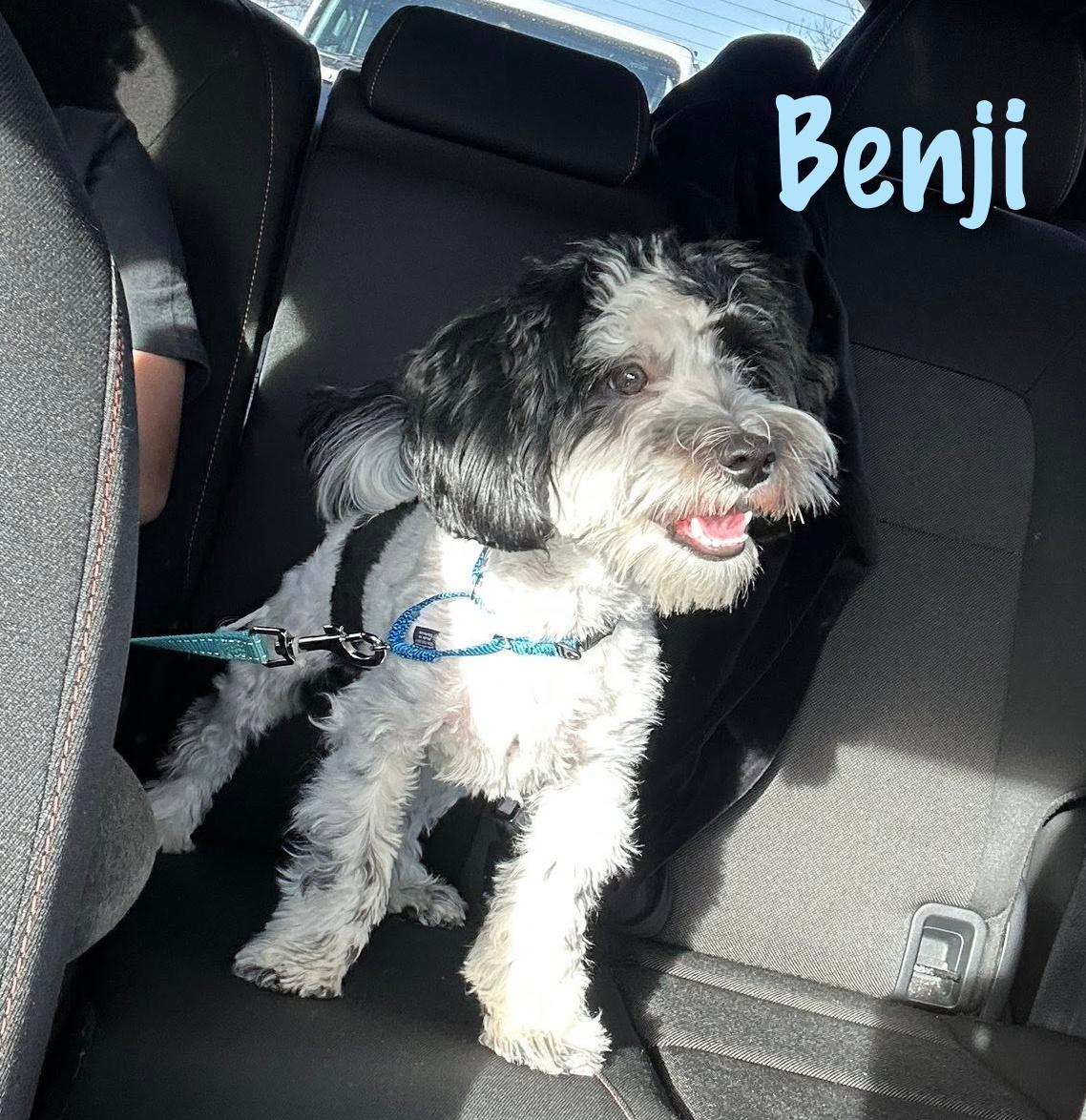 Benji, a ADOPTABLE mixed breed in Elburn, IL image 4/4
