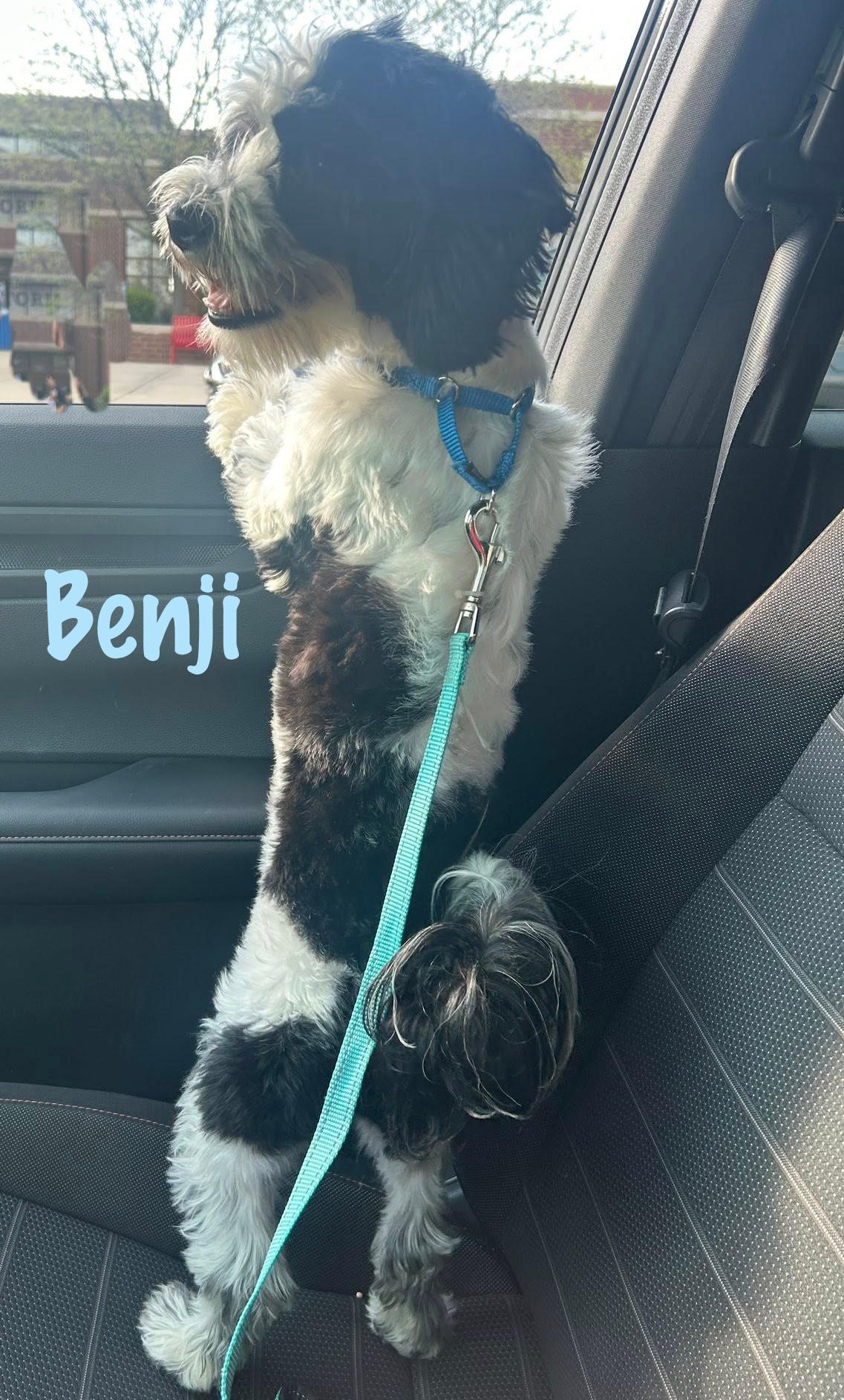 Benji, a ADOPTABLE mixed breed in Elburn, IL image 2/4