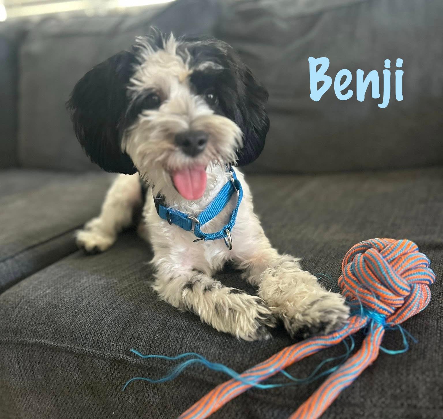 Benji, a ADOPTABLE mixed breed in Elburn, IL image 3/4
