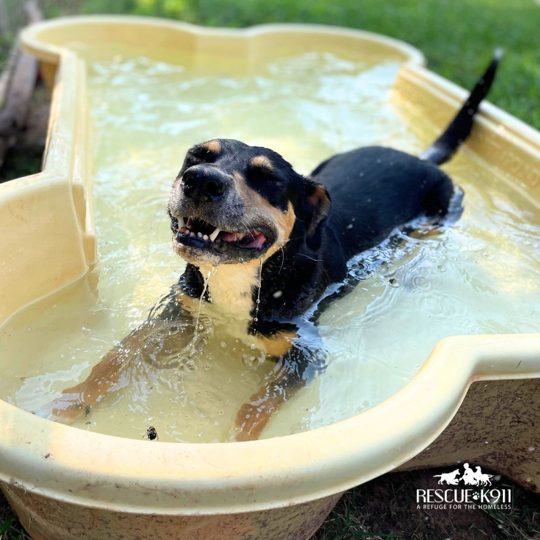 Bebe, Adoptable, Adult Female Black and Tan Coonhound.