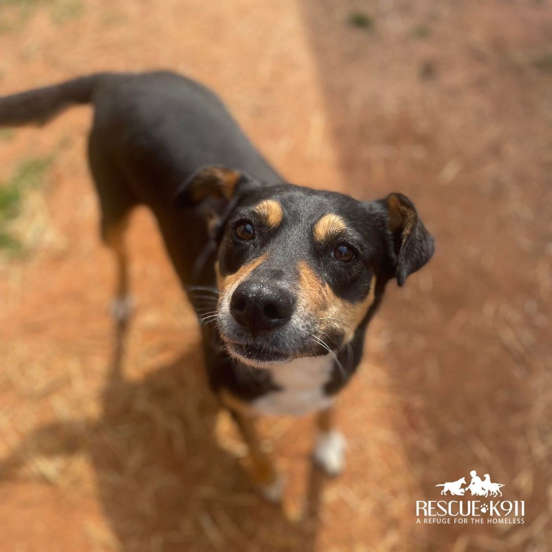 Enlarge Bebe, a Adoptable mixed breed in Camp Hill, AL image 2/6