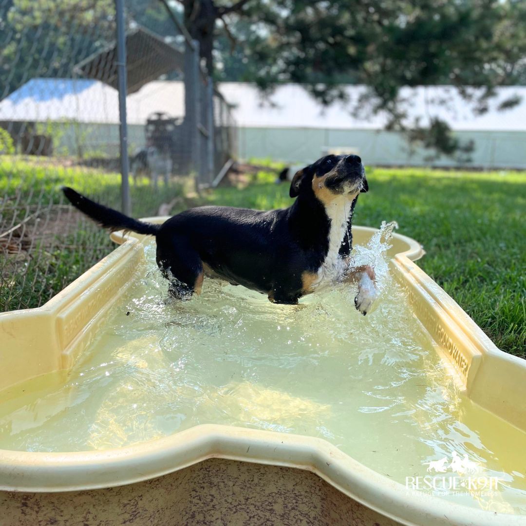 Enlarge Bebe, a Adoptable mixed breed in Camp Hill, AL image 3/6