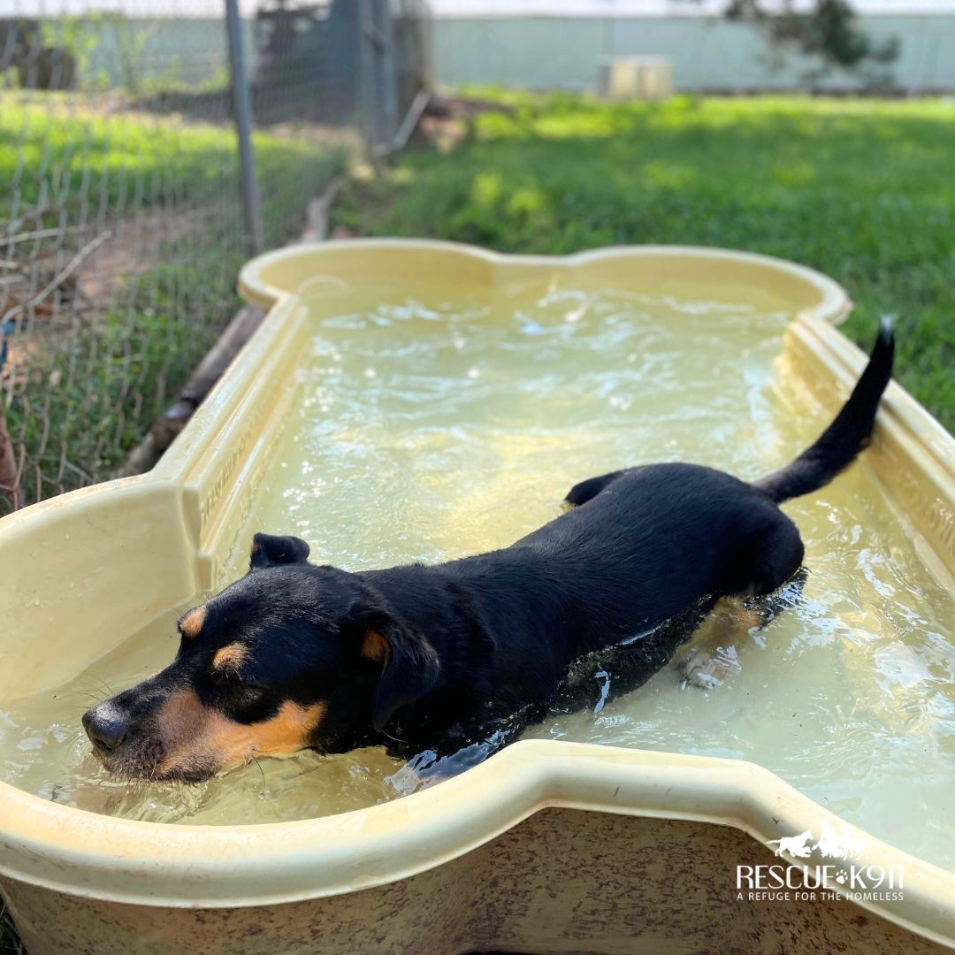 Enlarge Bebe, a Adoptable mixed breed in Camp Hill, AL image 4/6
