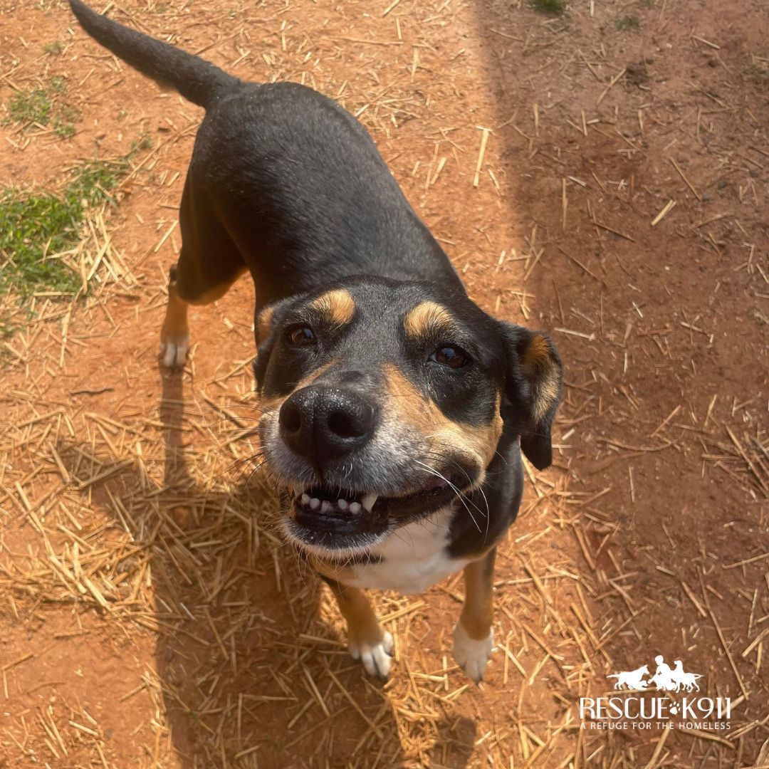 Enlarge Bebe, a Adoptable mixed breed in Camp Hill, AL image 5/6