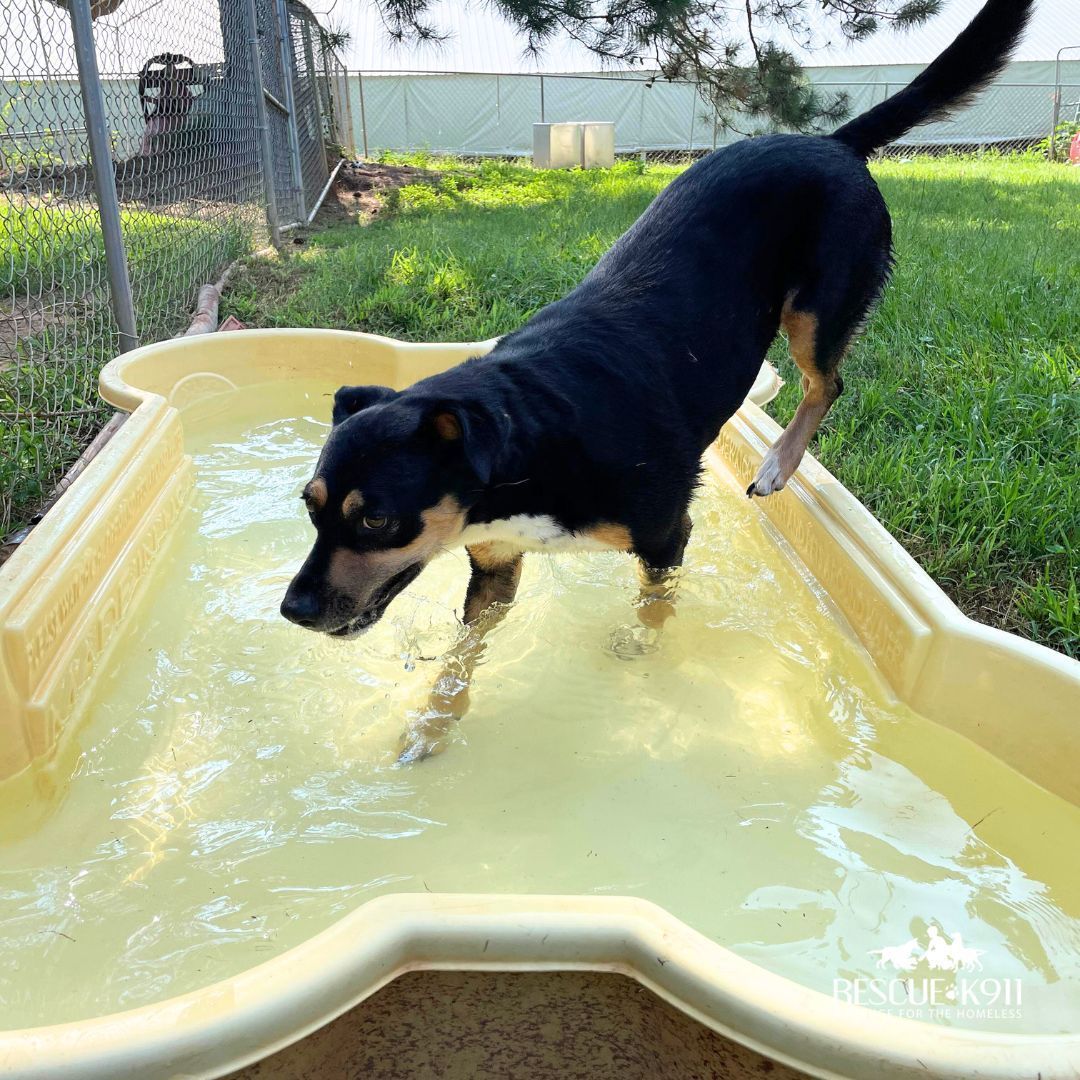 Enlarge Bebe, a Adoptable mixed breed in Camp Hill, AL image 6/6