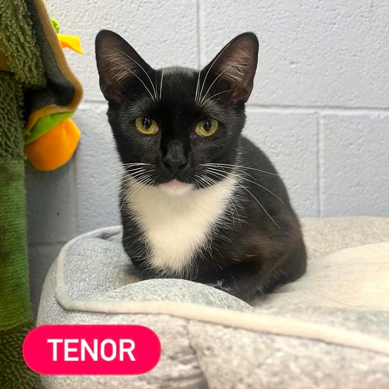 TENOR, ADOPTABLE, Young Female Domestic Short Hair.