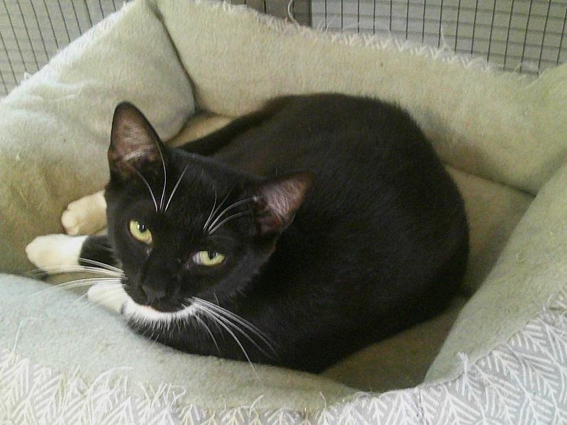 Enlarge TENOR, a ADOPTABLE Domestic Short Hair in Pegram, TN image 1/1