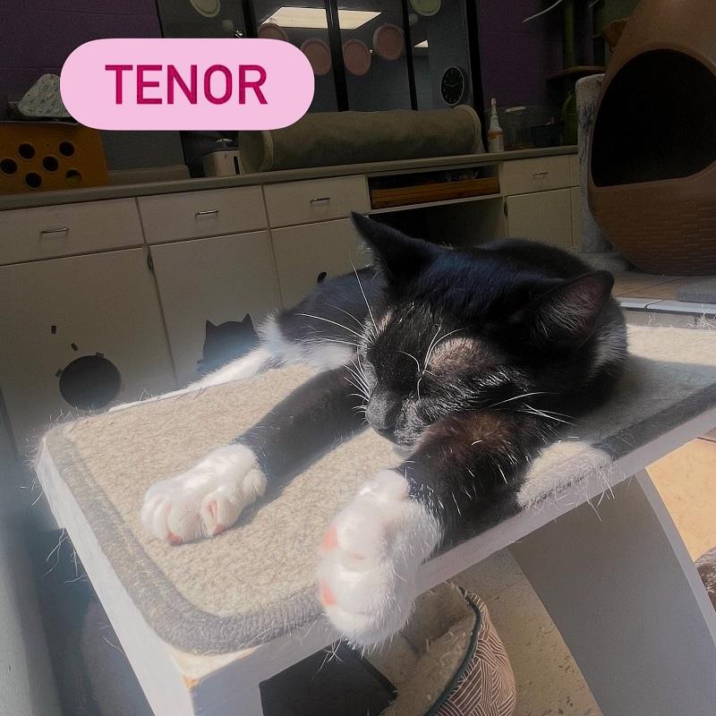 Enlarge TENOR, an adopted Domestic Short Hair in Pegram, TN image 2/3