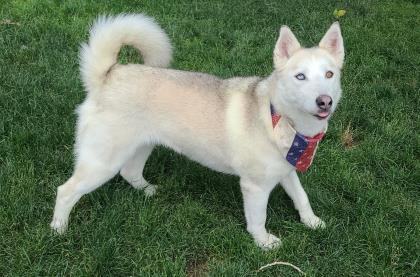 Chloe, an adoptable Siberian Husky in Canon City, CO, 81212 | Photo Image 1
