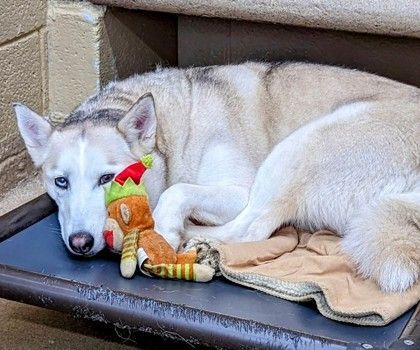 Chloe, an adoptable Siberian Husky in Canon City, CO, 81212 | Photo Image 2