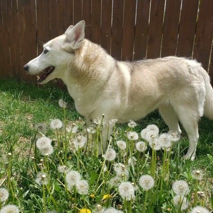 Chloe, an adoptable Siberian Husky in Canon City, CO, 81212 | Photo Image 3