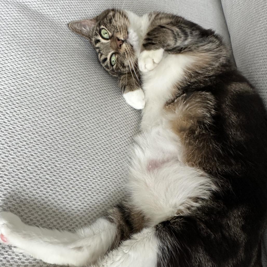Cleopatra, Adoptable, Adult Female Domestic Short Hair.