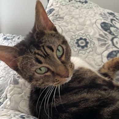 Enlarge Cleopatra, a Adoptable Domestic Short Hair in Washington, DC image 2/4