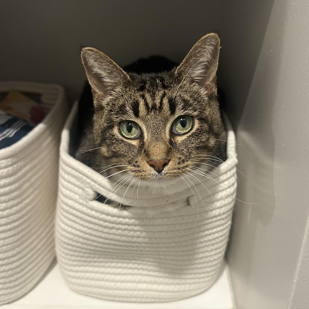 Enlarge Cleopatra, a Adoptable Domestic Short Hair in Washington, DC image 3/4