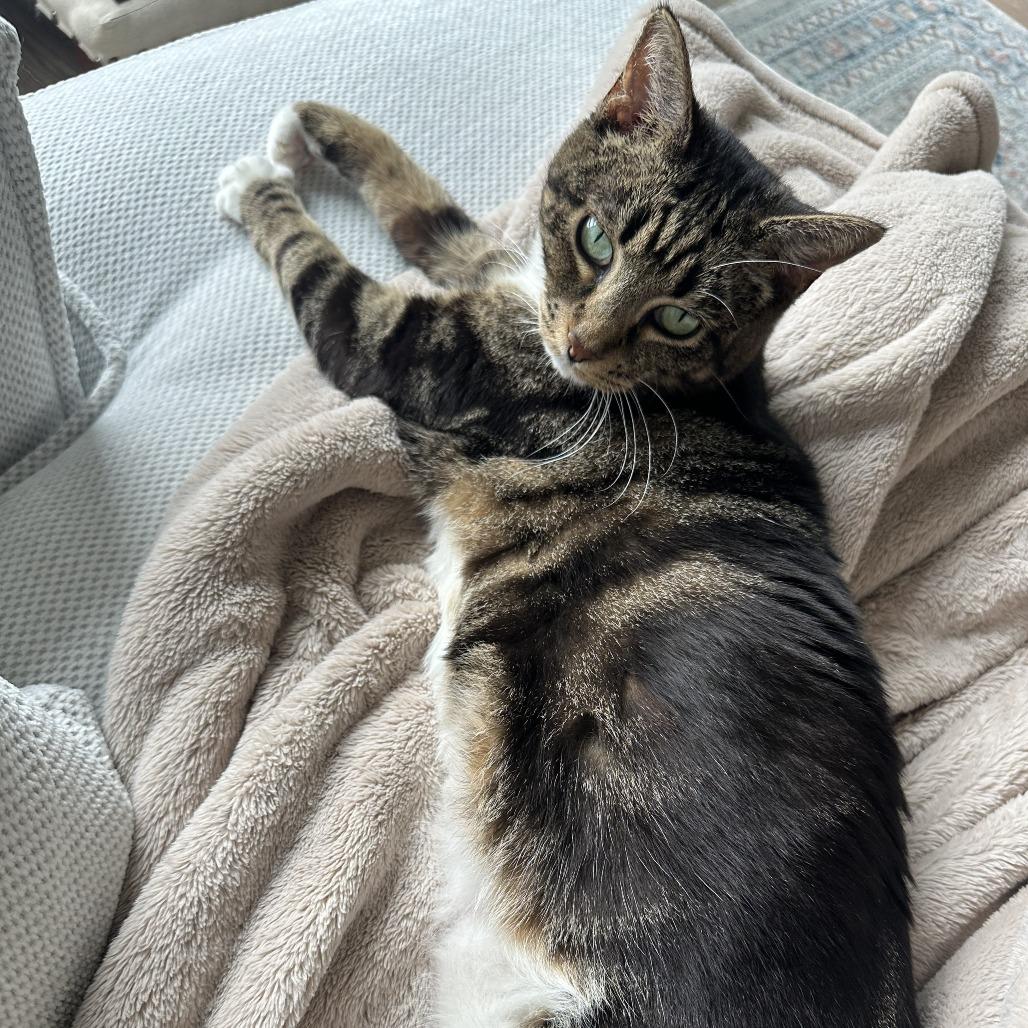 Enlarge Cleopatra, a Adoptable Domestic Short Hair in Washington, DC image 4/4