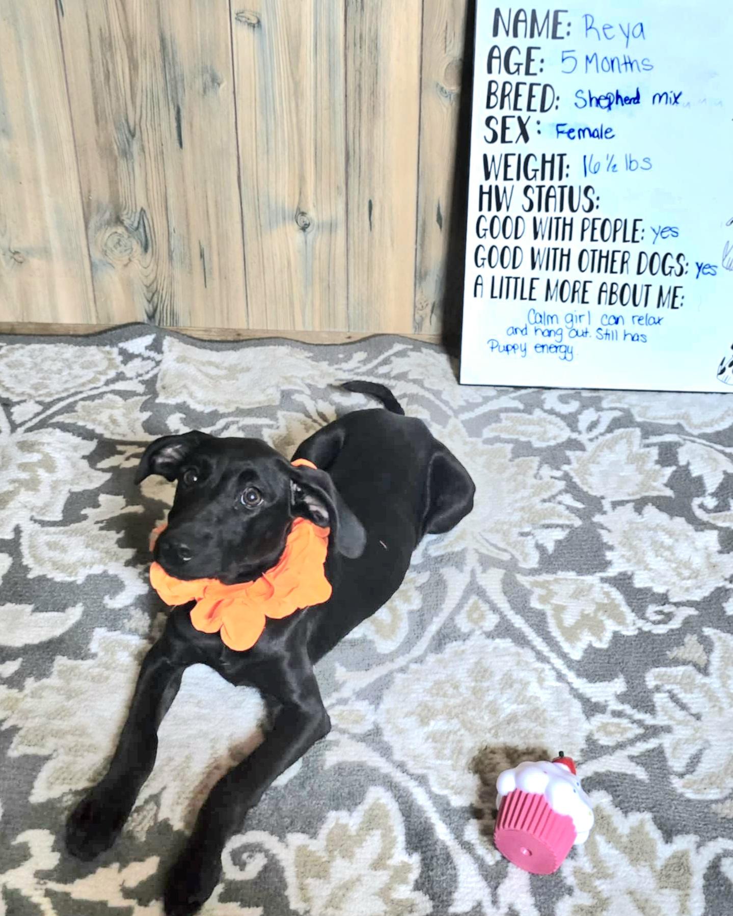 Reyna, Adoptable, Puppy Female German Shepherd Dog & Black Labrador Retriever.