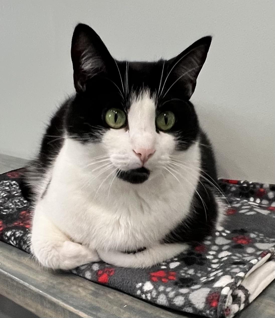Star, an adoptable Domestic Short Hair in Sault Sainte Marie, MI, 49783 | Photo Image 1