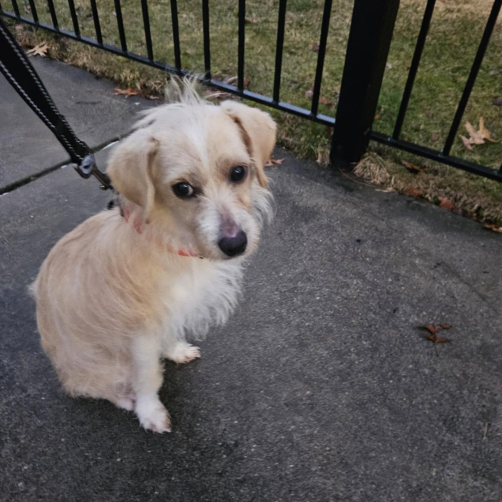 Flannel, Adoptable, Adult Male Terrier.