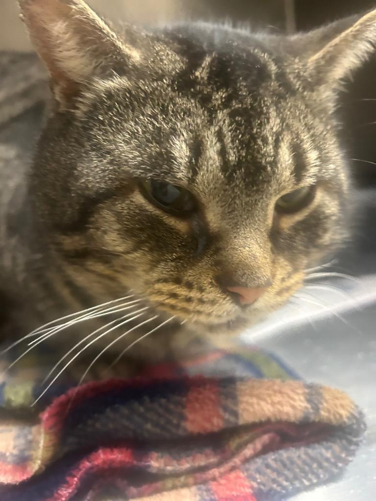 Atticus, Adoptable, Young Male Domestic Short Hair.