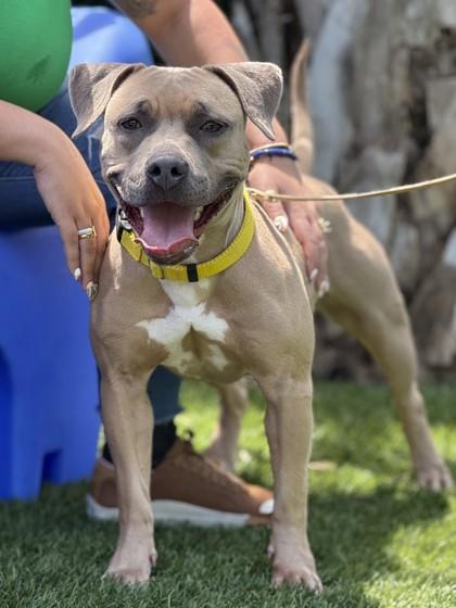 Sahara, Adoptable, Adult Female Mixed Breed & Mixed Breed.