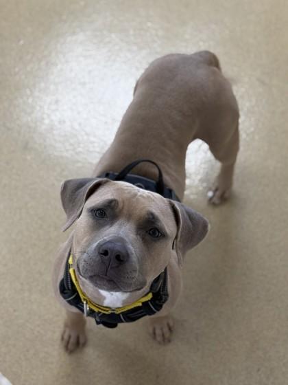 Enlarge Sahara, a Adoptable Mixed Breed in North Miami Beach, FL image 2/3