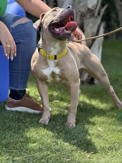Enlarge Sahara, a Adoptable Mixed Breed in North Miami Beach, FL image 2/3