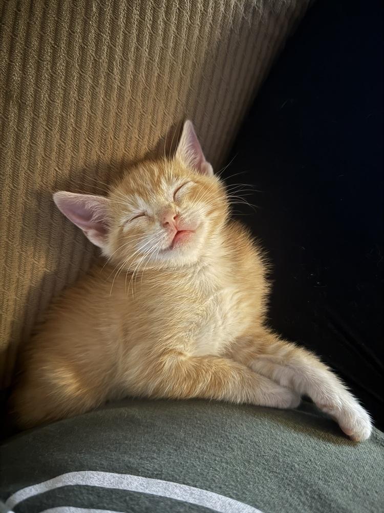 Enlarge Juni, a Adoptable Domestic Short Hair in Plumerville, AR image 1/1