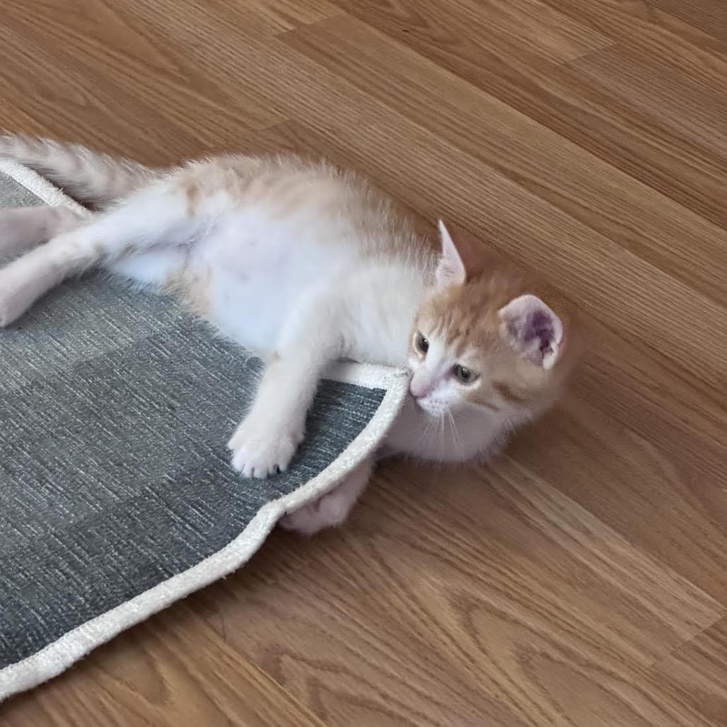 Jack, Adoptable, Kitten Male Domestic Short Hair.