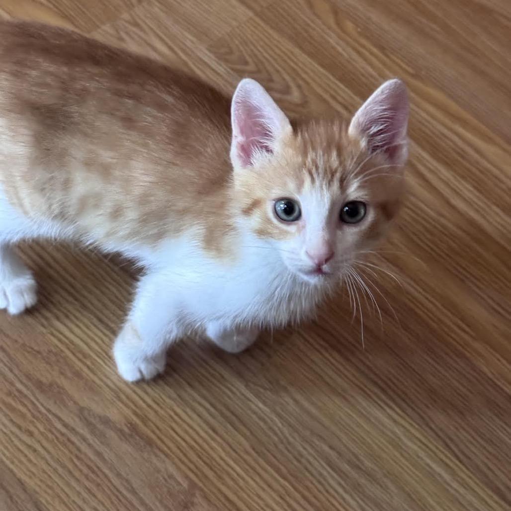 Enlarge Jack, a Adoptable Domestic Short Hair in Madison, WI image 3/6