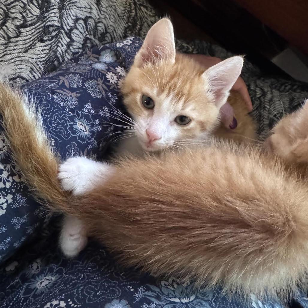 Enlarge Jack, a Adoptable Domestic Short Hair in Madison, WI image 4/6