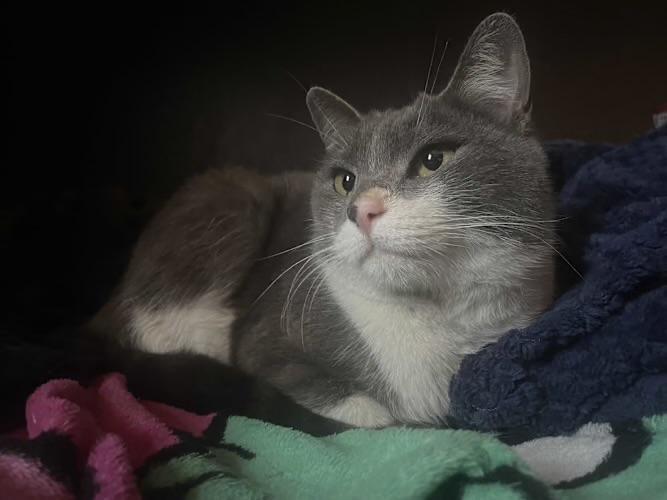 Stevie, a Adoptable Domestic Short Hair in Goodyear, AZ image 1/3