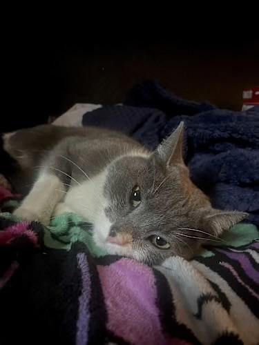 Stevie, a Adoptable Domestic Short Hair in Goodyear, AZ image 2/3