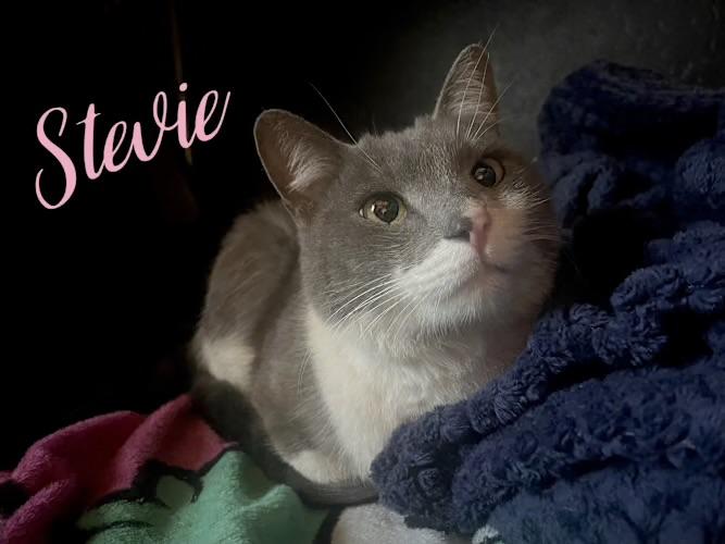 Stevie, a Adoptable Domestic Short Hair in Goodyear, AZ image 3/3
