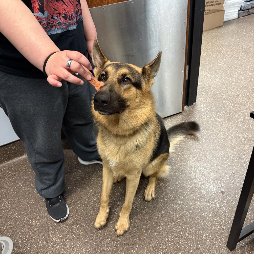 Max Million, Adoptable, Adult Male German Shepherd Dog.