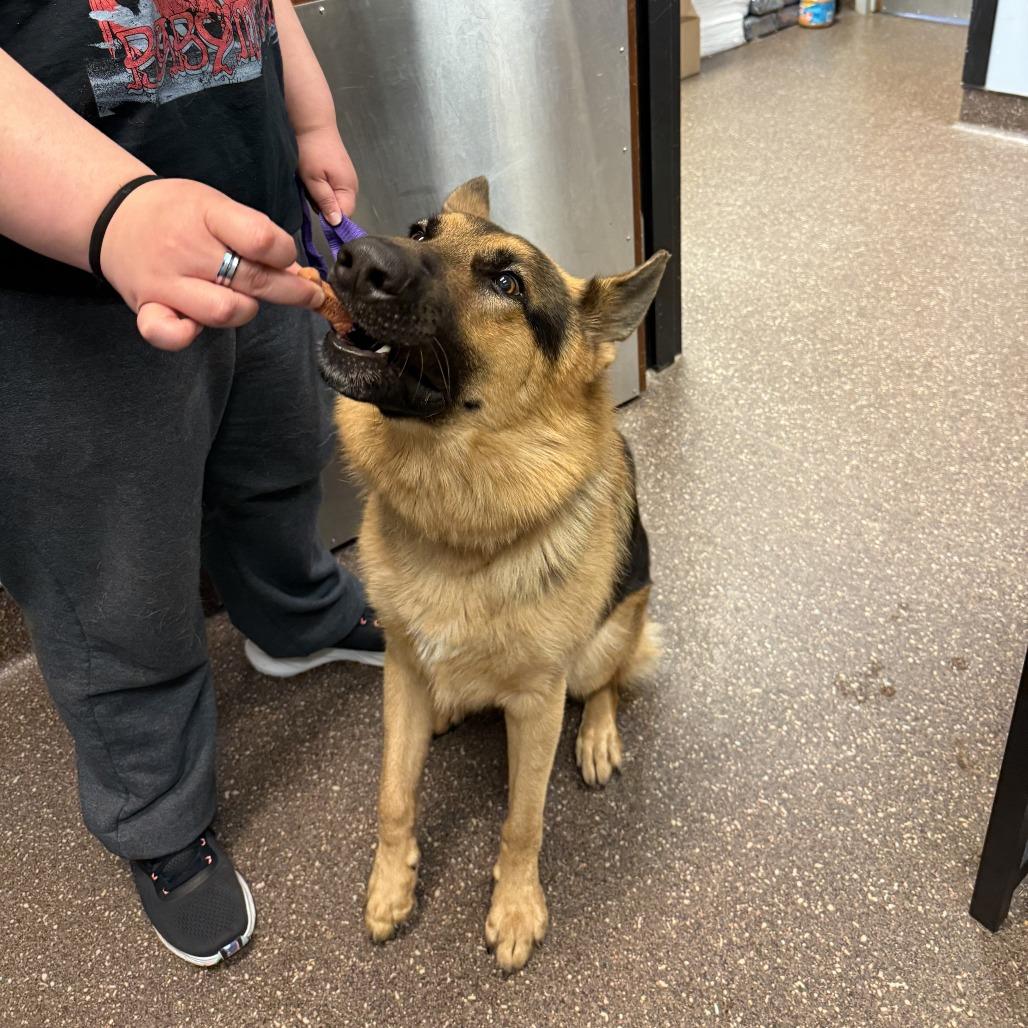 Enlarge Max Million, a Adoptable German Shepherd Dog in Columbus, GA image 4/4