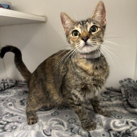 Teah, Adoptable, Adult Female Domestic Short Hair.