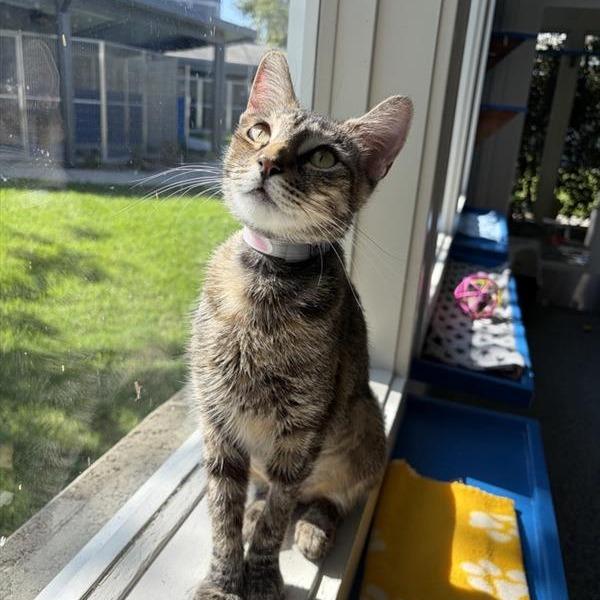 Enlarge Teah, a Adoptable Domestic Short Hair in Long Beach, CA image 2/6
