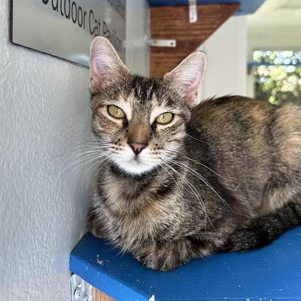 Enlarge Teah, a Adoptable Domestic Short Hair in Long Beach, CA image 3/6