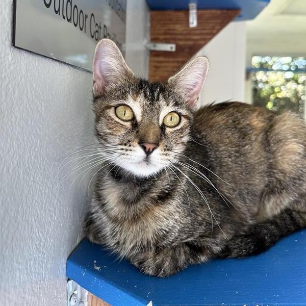 Enlarge Teah, a Adoptable Domestic Short Hair in Long Beach, CA image 4/6