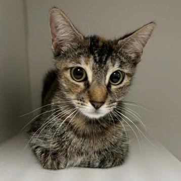 Enlarge Teah, a Adoptable Domestic Short Hair in Long Beach, CA image 5/6