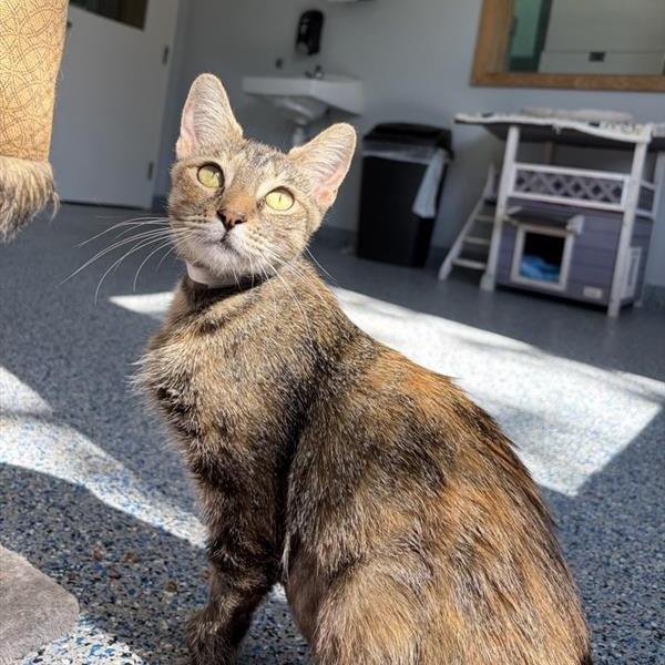 Enlarge Teah, a Adoptable Domestic Short Hair in Long Beach, CA image 6/6