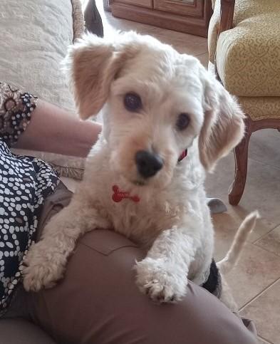 Enlarge Holden, an adopted mixed breed in Roseville, CA image 3/5